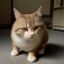 猫咪社区用户布偶铲屎官的评论头像