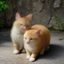 猫咪社区用户橘子他妈的评论头像